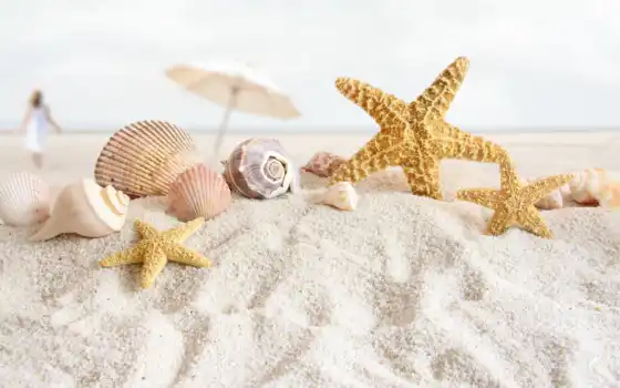 песок, пляж, ракушки, star, море, морская, раковины, 