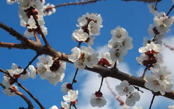 цветение, весна, white, branch, wallbox