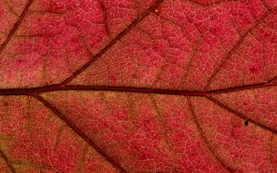 textura, листь, naturale, красный, red, leaf, natural, fondo, природа, ambiente, im-gene
