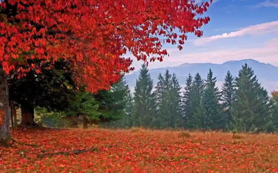 осень, горах, природа, картинка, 