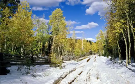 лес, весна, снег, trees, подснежники, дорога, листва, березы, желтые, 