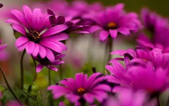 cvety, герберы, яркие, фиолетовые, flowers, цветами, full, 