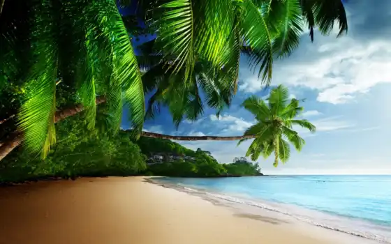 ocean, берег, море, tropics, пальмы, песок, пляж, небо, sun, 