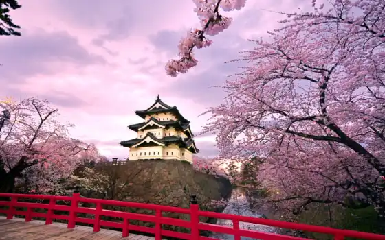 japanese, castle, rook, день, route, природа, сакур, созвездие, invite, цветение