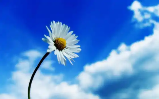 flower, sky, desktop, white, flowers, ромашка, nature, high, spring, download, здравствуйте, background, ipad, resolution, 