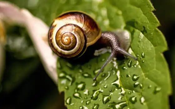 макро, snail, лист, капли, картинка, воды, water, 