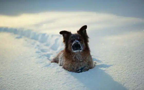 собака, снег, зима, собаки, снегу, животные, 