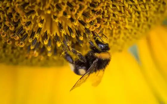 пчелка, пыльца, propolis, мед, how, они, makan, кроссворд, game, внимание