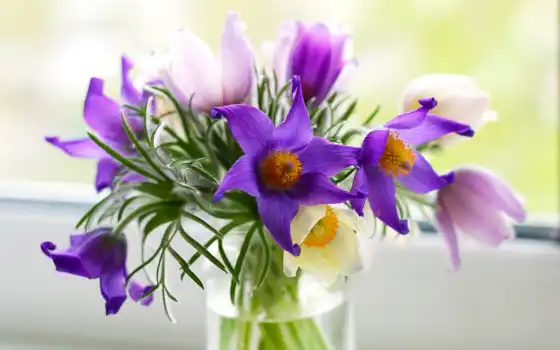 cvety, flowers, фиолетовые, розовые, plants, букет, ваза, прострел, подробнее, pulsatílla, 