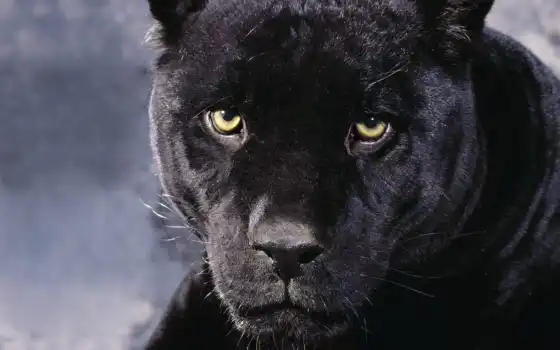 panther, black, найти, других, войдите, зарегистрируйтесь, пантера, contact, котики, 