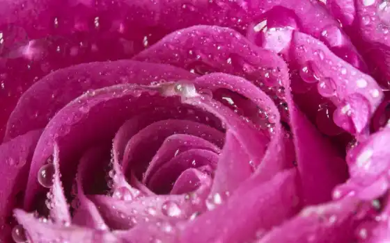 роза, bokeh, petals, макро, розовый, drops, rosa, tropfen, makro, 