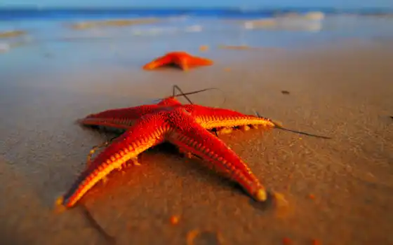 морские, звезды, ракушки, песке, животных, star, звездная, бывают, морская, life, 