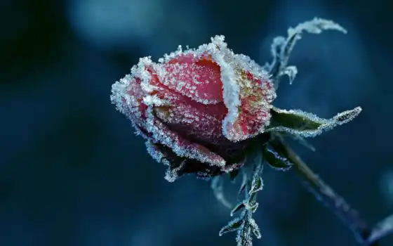 роза, иней, снег, winter, цветы