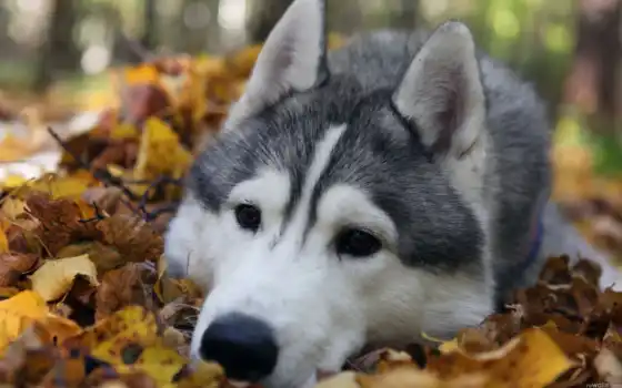 хаски, собака, обои, порода, собаки, листья, собак