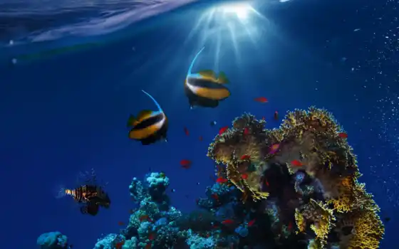 ocean, риф, fish, underwater, фото, coral