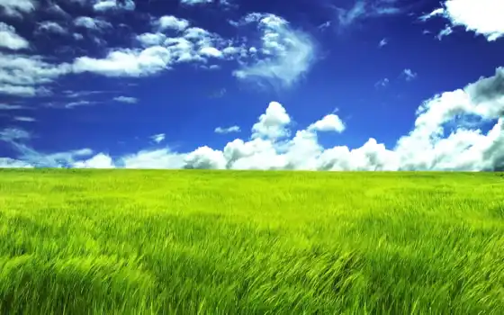 grassland, desktop, зелёный, resolution, are, фон, 