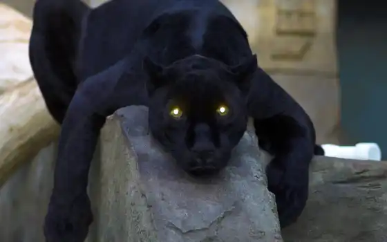 пантера, черная, кошка, глаза, 