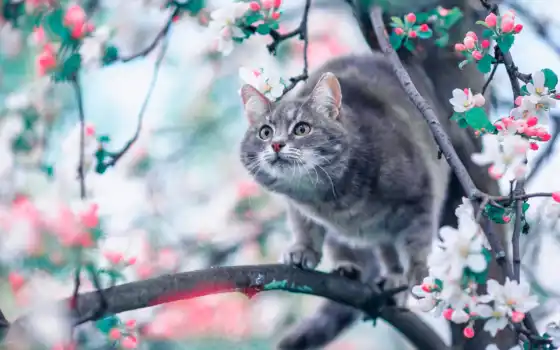 кот, fond, дерево, branch, cute, цветение, весна, yablonya