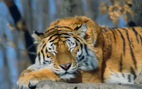 тигр, животное, глаз, zakryt, лежат, большой, kartinka, сибирский, spat, снег, узкий