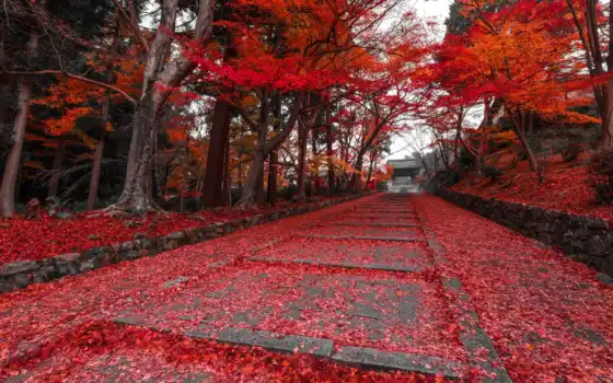 japanese, осень, park, аллеи, kyoto, волшебные, прогулку, тропы, приглашающие, магические, 