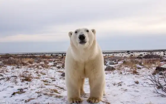 медведь, white, polar, 