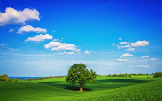 поле, небо, дерево, зелень, облака, трава, весна, desktop, картинка, картинку, 