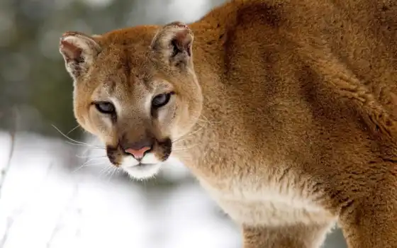 cougar, puma, animal, winter, пумы, montana, free, cougars, 