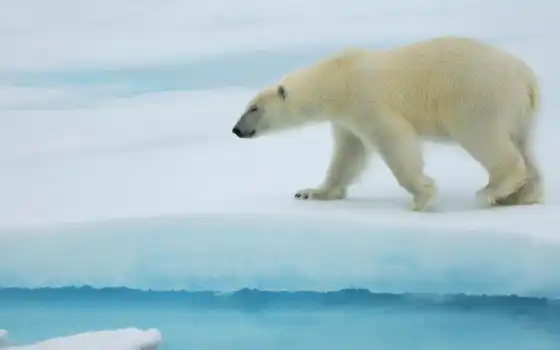 polar, медведь, id, animal, size, uploaded, 