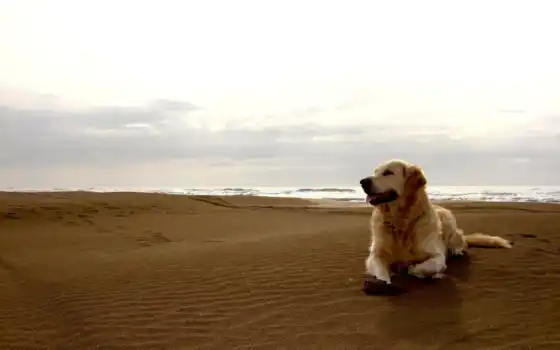 обои, собака, собаки, пляж, красивые, фото, друг, 