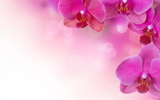 цветы, орхидеи, flowers, pink, розовые, растения, орхидея, desktop, background, экзотика, wallpapersv, растение, просмотреть, eeyore, easter, 