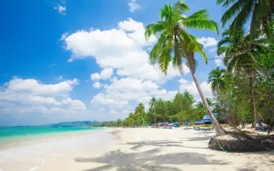 resort, пляж, море, palm, природа, tropical, uhd