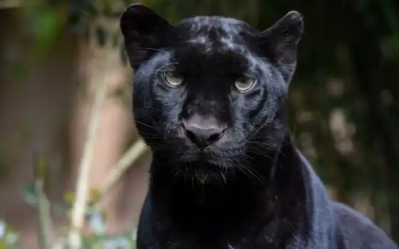 пантера, leopardo, negro, fondos, selvagem, pantalla, хищник, gato, 