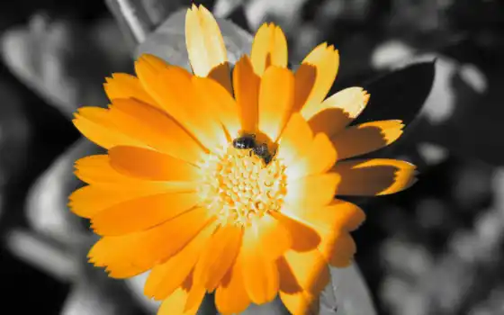 пчела, календуле, оранжевый, цветок, 