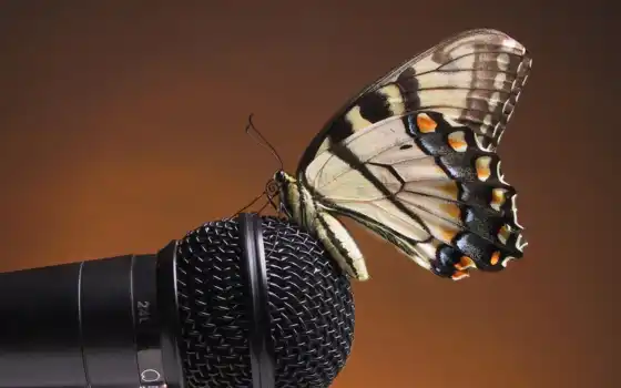 microphone, landing, butterfly, sound, gentle, желтая, resolution, free, use, you, насикомое, butterflies, download, animals, tterfly, 
