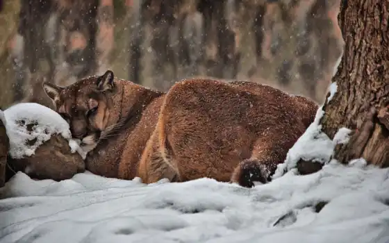 снег, falling, cougar, гора, фото, free, winter, 