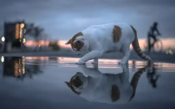 кот, лужа, water, отражение