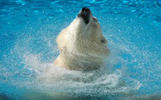 медведь, брызги, белый, вода, воде, животные, bear, белым, медведем, polar, 
