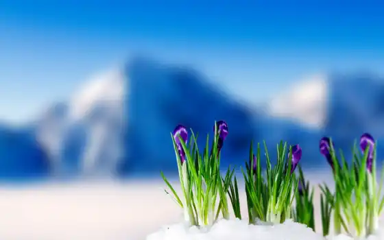 крокусы, весна, снег, крокус, цветение, гора, flowers, fone, снега, 