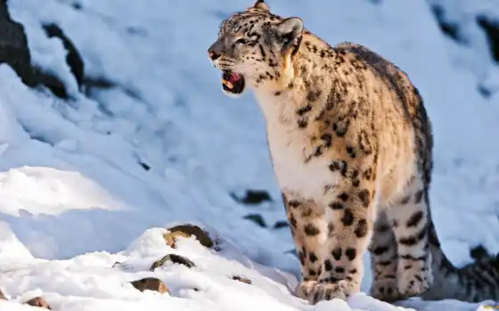 леопард, снег, казахстане, снежного, барса, казахстана, горах, казахстан, ирбис, осталось, грани, 