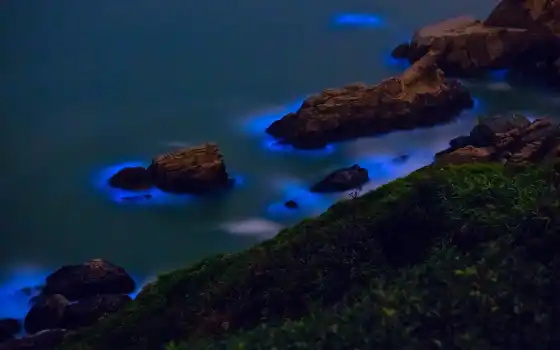 bioluminescent, vodorosl