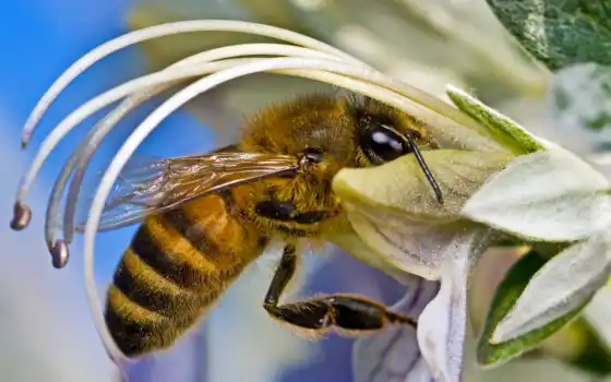 ,пчела, цветок, насекомые, 