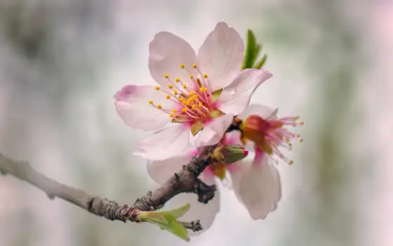 цветение, branch, funart, весна