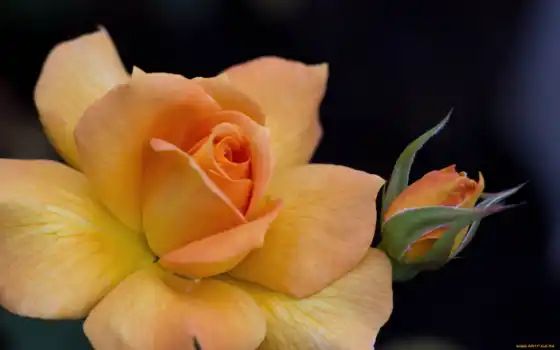 flowers, wide, high, definition, роза, widescreen, оранжевый, tulips, фон, 