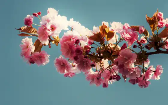 branch, fone, сакуры, цветы, цветущей, розовые, Сакура, листва, неба, цветущая, 