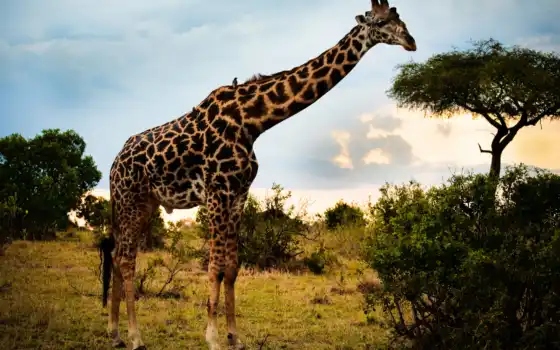 жираф, африки, саванна, animal, может, жирафы, zhivotnye, животного, сзади, 