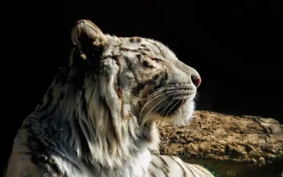 тигр, кот, дикая, white, морда, хищник, 