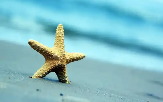 пляж, природа, море, star, морская, summer, песок, ракушки, широкоэкранные, 