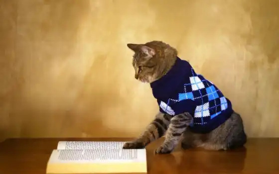animal, gato, кот, книга, divertido, pete, leyendo, новое, suet, pantalla