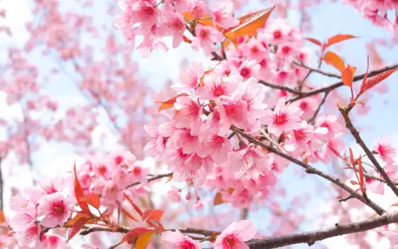 весна, сакур, цветы, цветение, branch