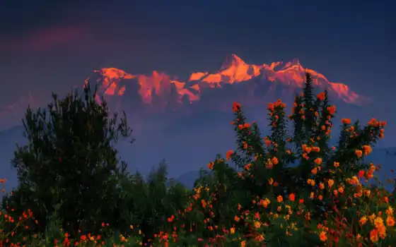 гималаи, гора, nepal, bush, region, цветы, природа, под